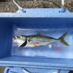 午後からショアジギング