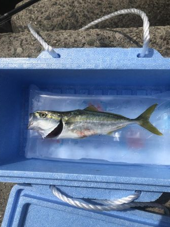 午後からショアジギング