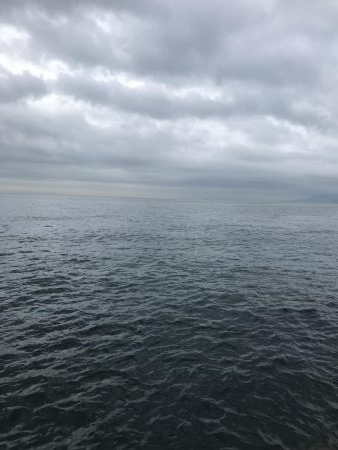 神戸ツバス、モジャコ狙いランガン