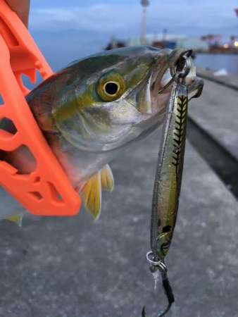 ポーアイ沖堤防LSJ