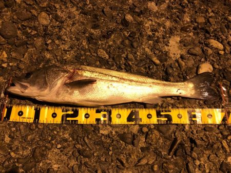 短時間河口シーバス勝負