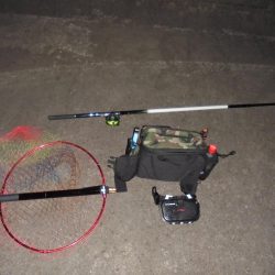 前打ち黒鯛やっときた