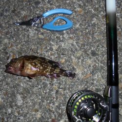 ２週連続クロダイゲット