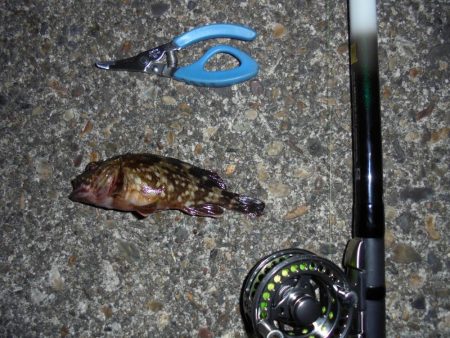 ２週連続クロダイゲット