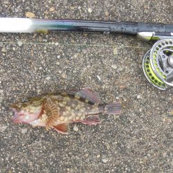 花火大会とは知らず３週連続ならず