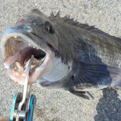 日中前打ち初クロダイ