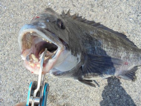 日中前打ち初クロダイ