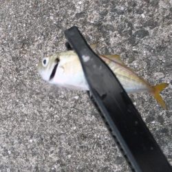 豆アジ高活性だったのに、、、