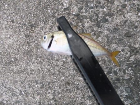 豆アジ高活性だったのに、、、