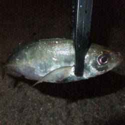 グッドサイズ！