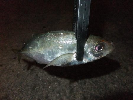 グッドサイズ！