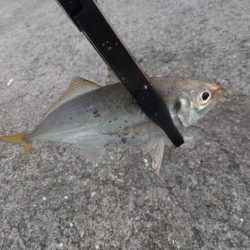 豆アジ好調キープ