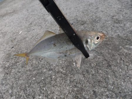 豆アジ好調キープ