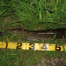 梅雨の合間に開拓