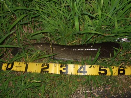 梅雨の合間に開拓