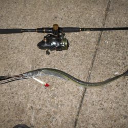 ダツがヒット…。