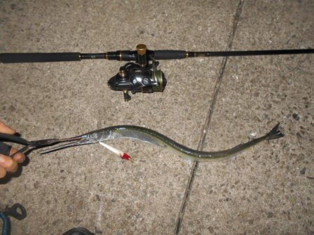 ダツがヒット…。