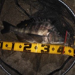 シーバスよりチヌの方が活性が高めか?