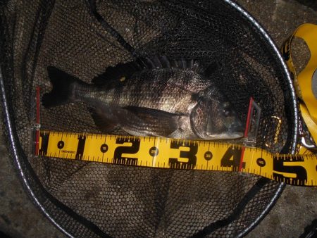 シーバスよりチヌの方が活性が高めか?