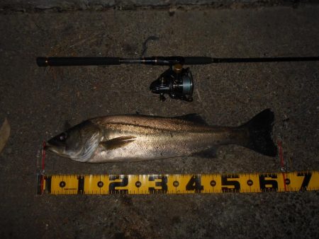 テトラ際で当たる当たる♪