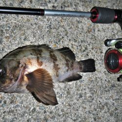 シーバス狙いが