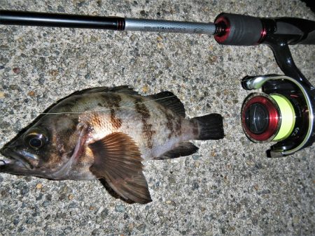 シーバス狙いが