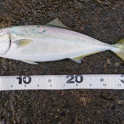 シイラ回遊の時期ですね