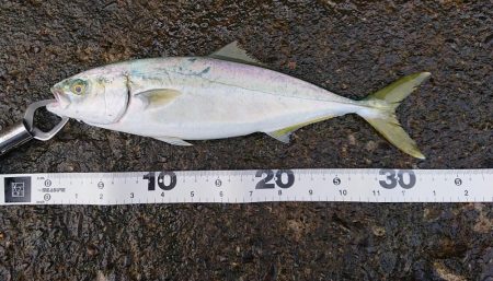 シイラ回遊の時期ですね