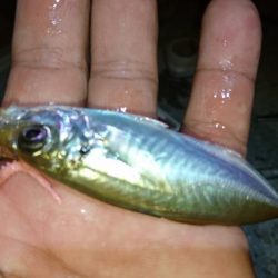 豆アジング！！