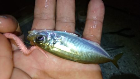 豆アジング！！