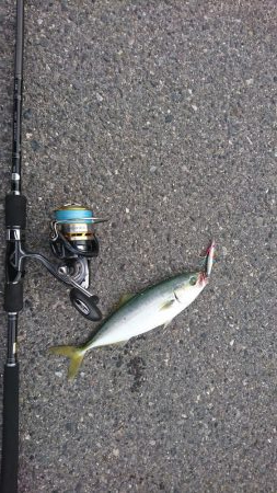 朝マズメ  ライトショアジギング