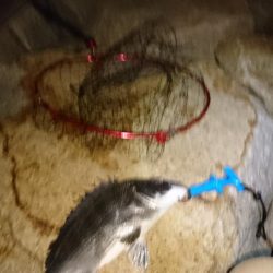 とうとうやりました❗