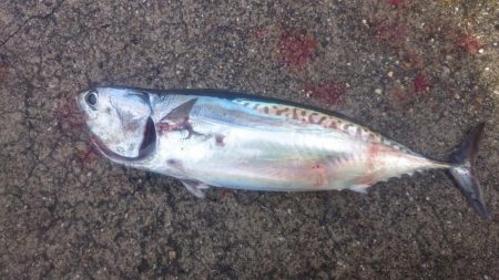 シイラとカツオ