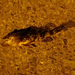 リリースサイズ