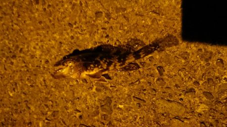 リリースサイズ