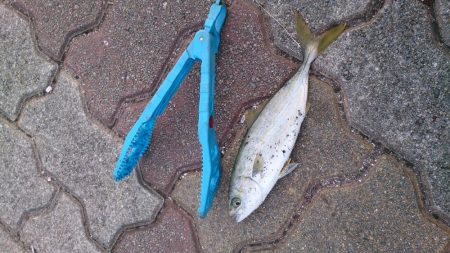 ツバス！アジ！キス！