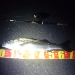 円山川シーバス