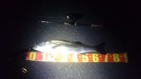 円山川シーバス