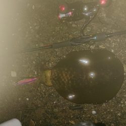 七夕にタナボタ