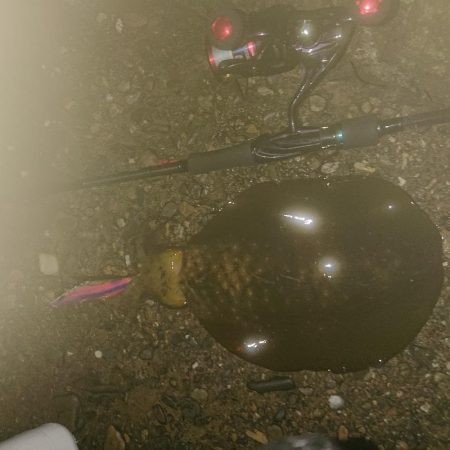 七夕にタナボタ