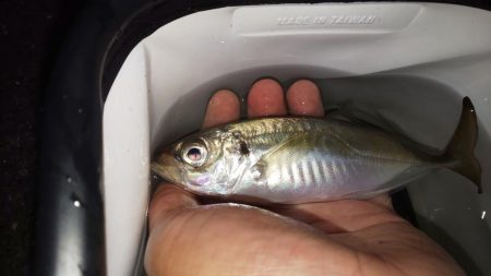 マゴチのシーズン