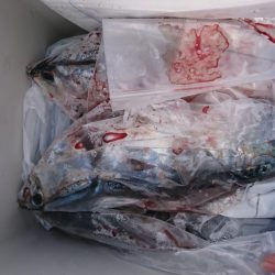 メジカシーズン到来