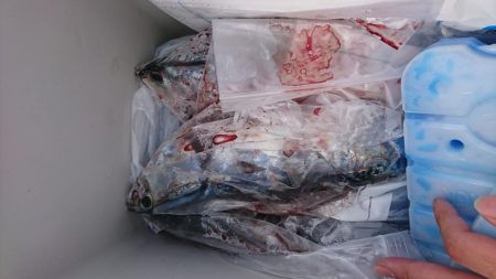 メジカシーズン到来