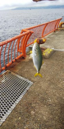 平磯海釣り公園ツバス