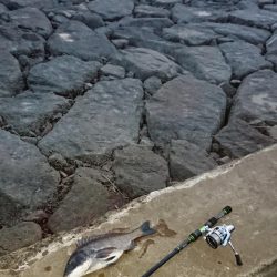 出張先にてチヌ