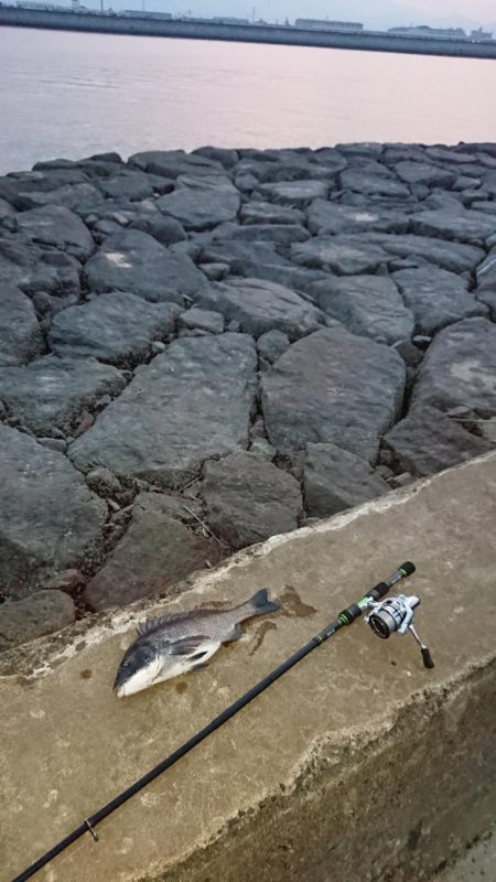 出張先にてチヌ