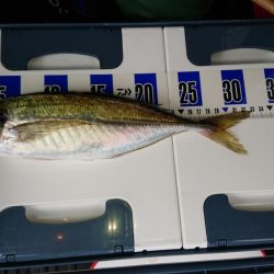 泉州丸で五目釣り