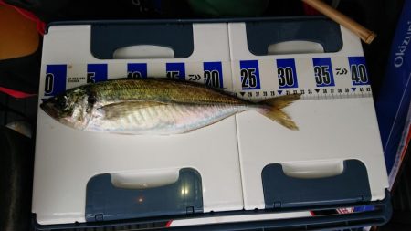 泉州丸で五目釣り