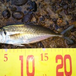 チヌ狙いアジ釣り。