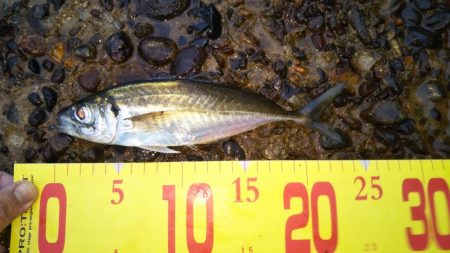 チヌ狙いアジ釣り。